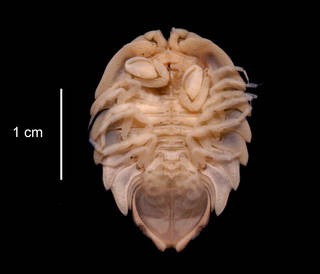 To NMNH Extant Collection (Serolis bouvieri USNM 123902 ventral view)