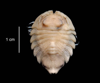 To NMNH Extant Collection (Serolis bouvieri USNM 123902 dorsal view)