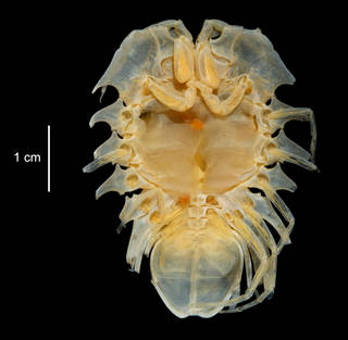 To NMNH Extant Collection (Serolis bromleyana USNM 123923 ventral view)