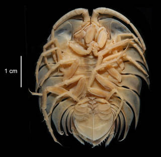 To NMNH Extant Collection (Serolis cornuta USNM 123942 specimen "a" ventral view)