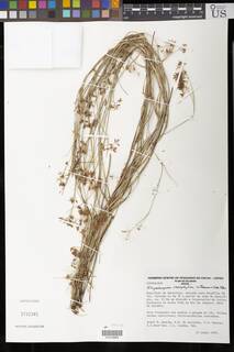 To Rhynchospora_rheophytica_NMNH3732341_type_1