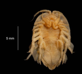 To NMNH Extant Collection (Serolis ovata USNM 256468 ventral view)
