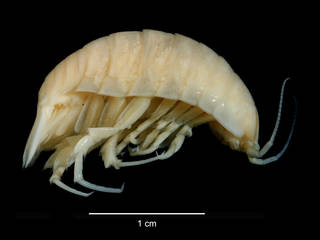 To NMNH Extant Collection (Natatolana intermedia USNM 149116 specimen "a" lateral view)