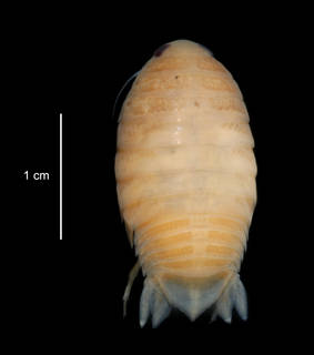 To NMNH Extant Collection (Aega koltuni USNM 253077 specimen "a" dorsal view)