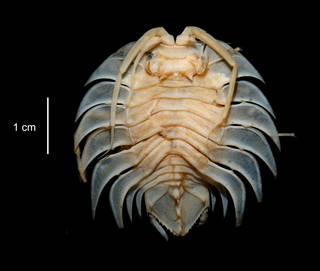To NMNH Extant Collection (Serolis trilobitoides USNM 15313 dorsal view)