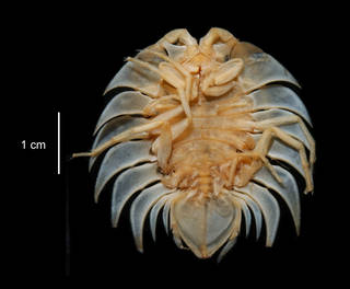 To NMNH Extant Collection (Serolis trilobitoides USNM 15313 ventral view)
