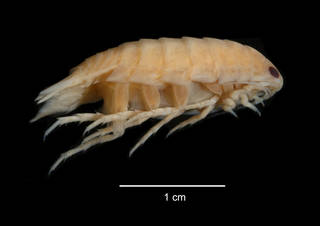 To NMNH Extant Collection (Aega koltuni USNM 253077 specimen "a" lateral view)