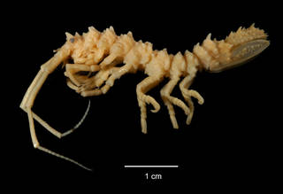 To NMNH Extant Collection (Antarcturus signiensis USNM 155739 specimen "a" lateral view)