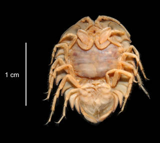 To NMNH Extant Collection (Serolis polita USNM 256471 specimen "a" ventral view)