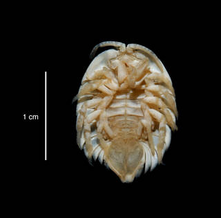 To NMNH Extant Collection (Serolis septemcarinata USNM 46302 specimen "a" ventral view)