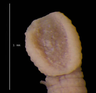 To NMNH Extant Collection (Pontobdella biannulata USNM 36385 anterior sucker)