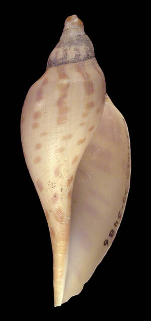 To NMNH Extant Collection (IZ MOL 701217 Shell Ventral Side)