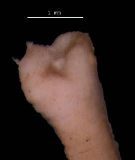 To NMNH Extant Collection (Trachelobdellina glabra USNM 36415 anterior sucker)