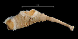 To NMNH Extant Collection (Trachelobdellina glabra USNM 36415 dorsal view)