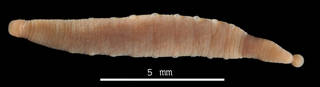 To NMNH Extant Collection (Trachelobdella bathyrajae USNM 121729 dorsal view)