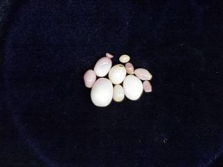 To NMNH Extant Collection (IZ MOL 471555 Pearls)