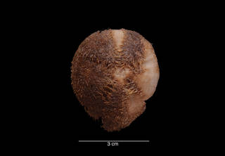 To NMNH Extant Collection (Tripylus (Parapneustes) cordatus Koehler USNM 26960 aboral view)