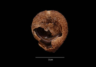 To NMNH Extant Collection (Tripylus (Parapneustes) cordatus Koehler USNM 26960 oral view)