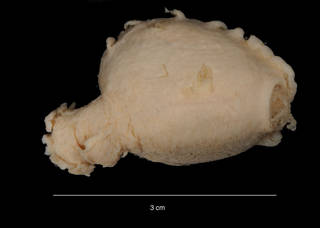 To NMNH Extant Collection (Amperima velacula Agatep, 1967 USNM 30209 paratype dorsal view)