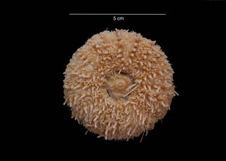 To NMNH Extant Collection (Sterechinus neumayeri (Meissner, 1900) USNM 31736 oral view)