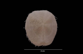 To NMNH Extant Collection (Tripylus (Parapneustes) abatoides (Clark) USNM 31738 aboral view)