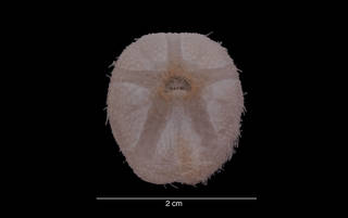 To NMNH Extant Collection (Tripylus (Parapneustes) abatoides (Clark) USNM 31738 oral view)