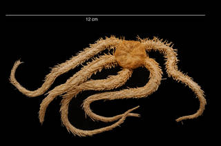 To NMNH Extant Collection (Ophiacantha pentactis Mortensen, 1936 USNM 43810 dorsal view)