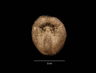 To NMNH Extant Collection (Abatus sp. USNM 48818 oral view)
