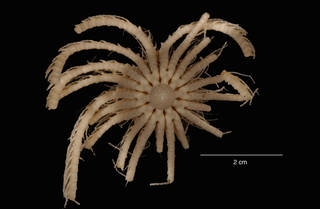 To NMNH Extant Collection (Promachocrinus vanhoffenianus Minckert, 1905 (USNM 00378) syntype, aboral view)
