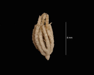 To NMNH Extant Collection (Eumorphometra concinna Clark, 1915 (USNM 00384) syntype, lateral view)