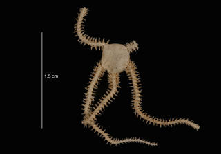 To NMNH Extant Collection (Amphiura algida Koehler (USNM 7688) dorsal view)