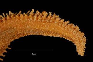 To NMNH Extant Collection (Lysasterias jofferi (Koehler) (USNM E10284) arm, dorsal view)