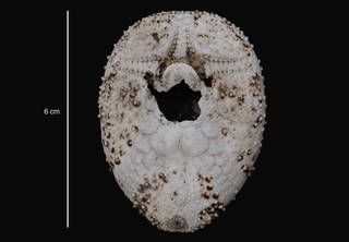To NMNH Extant Collection (Brachymaster chesheri Larrain, 1985 (USNM E11025) holotype, oral view)