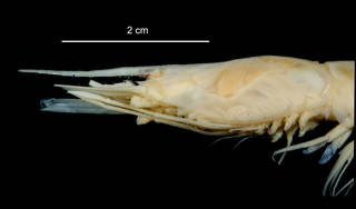 To NMNH Extant Collection (Nematocarcinus lanceopes USNM 1009759 specimen "a" rostrum)