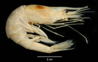 To NMNH Extant Collection (Nematocarcinus lanceopes USNM 1009759 specimen "b" lateral view)