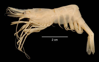 To NMNH Extant Collection (Chorismus antarcticus USNM 1009765 specimen "a" lateral view)