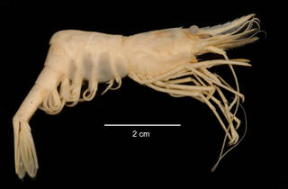 To NMNH Extant Collection (Chorismus antarcticus USNM 1009765 specimen "a" lateral view)
