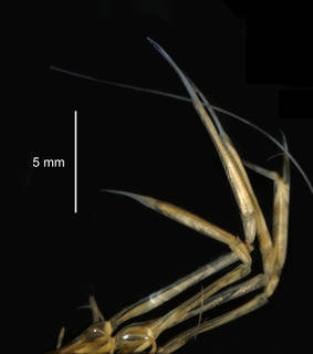 To NMNH Extant Collection (Pasiphaea scotiae USNM 256318 claws of 3rd and 4th limbs)
