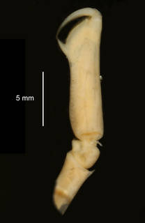 To NMNH Extant Collection (Crangon antarcticus USNM 149105 specimen "a" front claw)