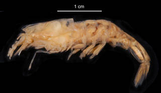 To NMNH Extant Collection (Gennadas kempi USNM 256255 lateral view)