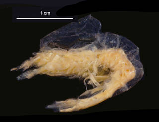 To NMNH Extant Collection (Hymenodora gracilis USNM 256360 lateral view)