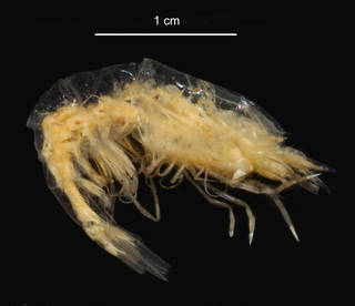 To NMNH Extant Collection (Hymenodora glacialis USNM 256365 lateral view)
