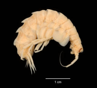 To NMNH Extant Collection (Bovallia gigantea USNM 143531 lateral view)