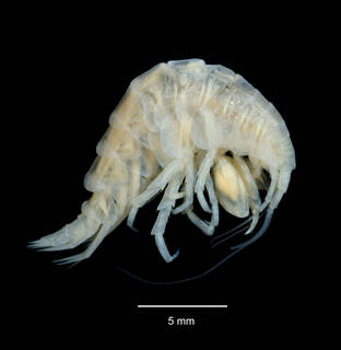 To NMNH Extant Collection (Pontogeneoides dubia USNM 143543 specimen "a" lateral view)