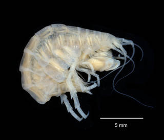 To NMNH Extant Collection (Pontogeneoides dubia USNM 143543 specimen "b" lateral view)