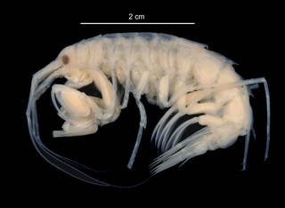 To NMNH Extant Collection (Eusirus microps USNM 149111 lateral view)