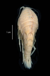 To NMNH Extant Collection (Maxilliphimedia longipes USNM 253707 dorsal view)