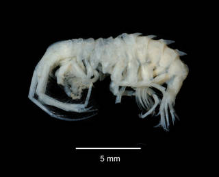 To NMNH Extant Collection (Parepimeria major USNM 143495 lateral view)