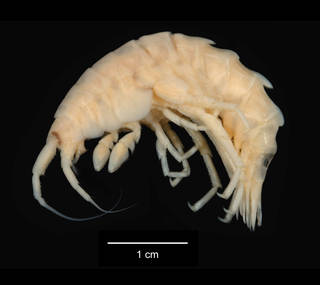 To NMNH Extant Collection (Bovallia gigantea USNM 143530 lateral view)