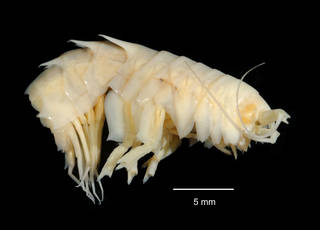 To NMNH Extant Collection (Iphimediella georgei USNM 173587 lateral view)